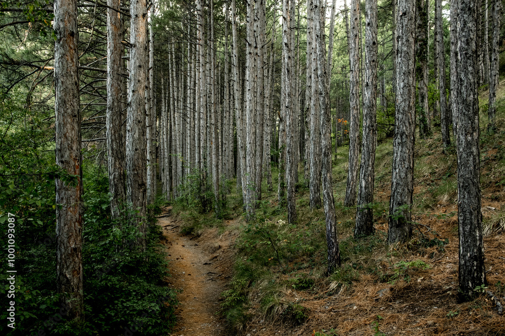 Fototapeta premium A path in the forest among the pines.