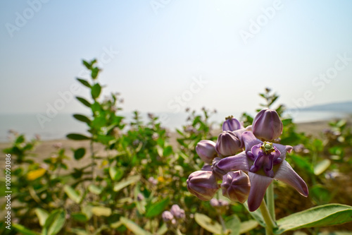 Flowers of Calotropis Gigantea in bloom at Lake Chilika, Odisha, India. photo