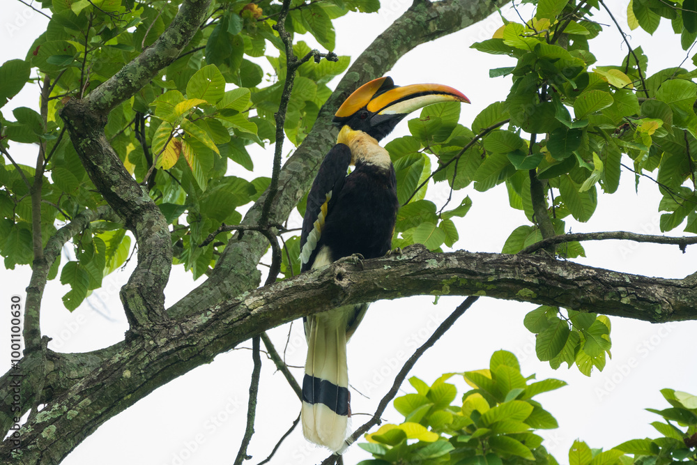 Fototapeta premium The Great Hornbill (Buceros bicornis) is perched in a tree. This large, colorful bird is found in the Indian subcontinent and Southeast Asia.