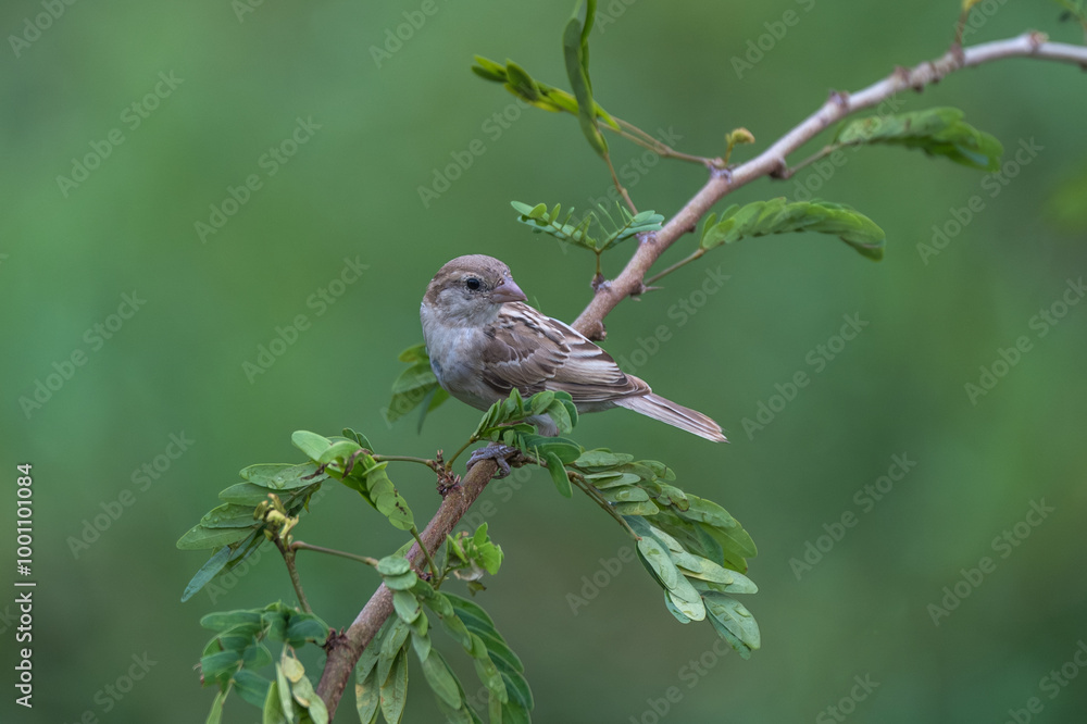 Obraz premium Yellow-throated Sparrow in the nature. The yellow-throated sparrow or chestnut-shouldered petronia (Gymnoris xanthocollis ) is a species of sparrow found in southern Asia.