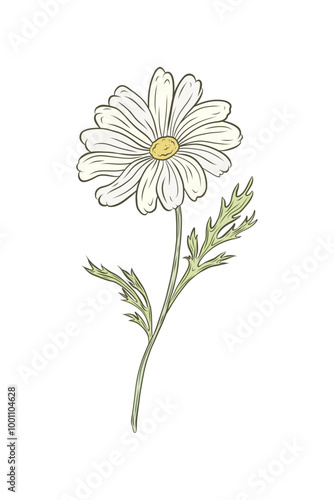 Vector color graphics chamomile flower with leaves. Linear drawing of daisy for design and decoration. Hand drawn linear drawing. Packaging, medicinal plant, drink, healthy tea.