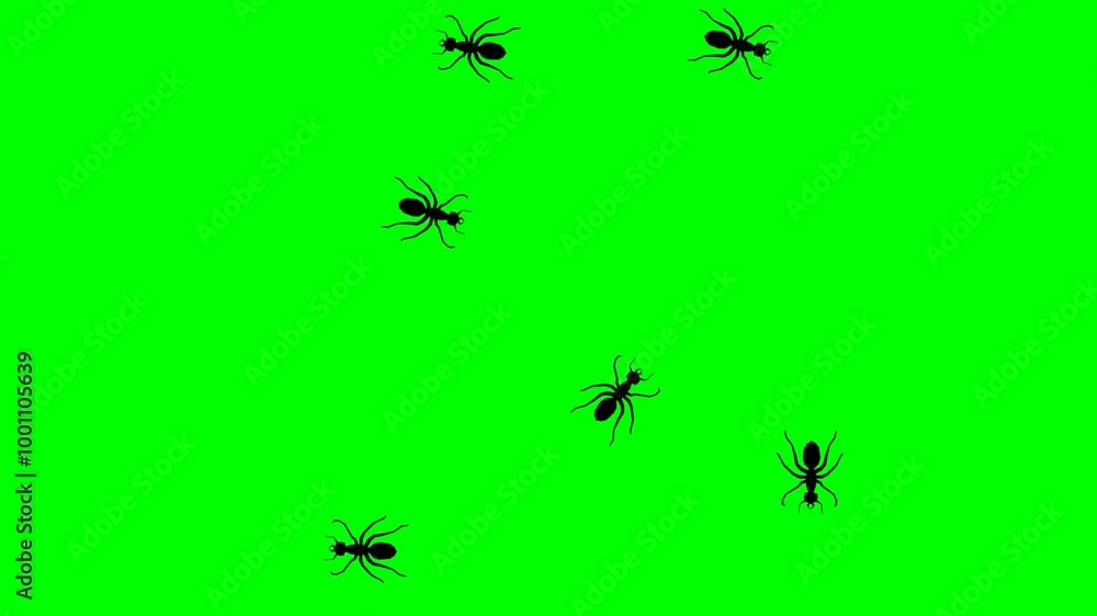 2d animated character of Many ants moving and spinning quickly on the beach or ground following each other running and walking . in green screen background chroma key. 2d animated character of Many ants moving and spinning quickly on the beach or ground following each other running and walking . in green screen background chroma key.