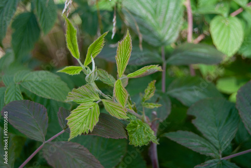Wild raspberry bush leaves