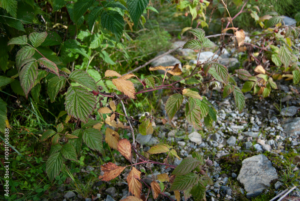 Wild raspberry bush Wild raspberry bush