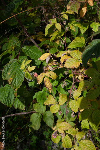 Wild raspberry bush