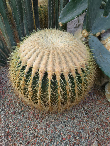 Kroenleinia Grusonii Cactus golden barrel, golden ball photo