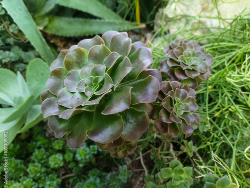 Aeonium canariense, Crassulaceae, Aeonium Mariner photo