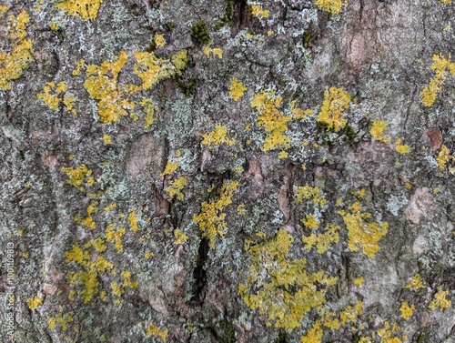 A closeup of various lichens on tree bark photo