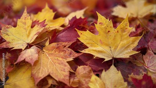 A photo of a soft focus light and bokeh background with autumn leaves