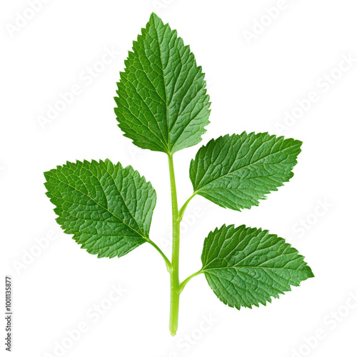 Fresh green mint leaves close-up on a transparent background