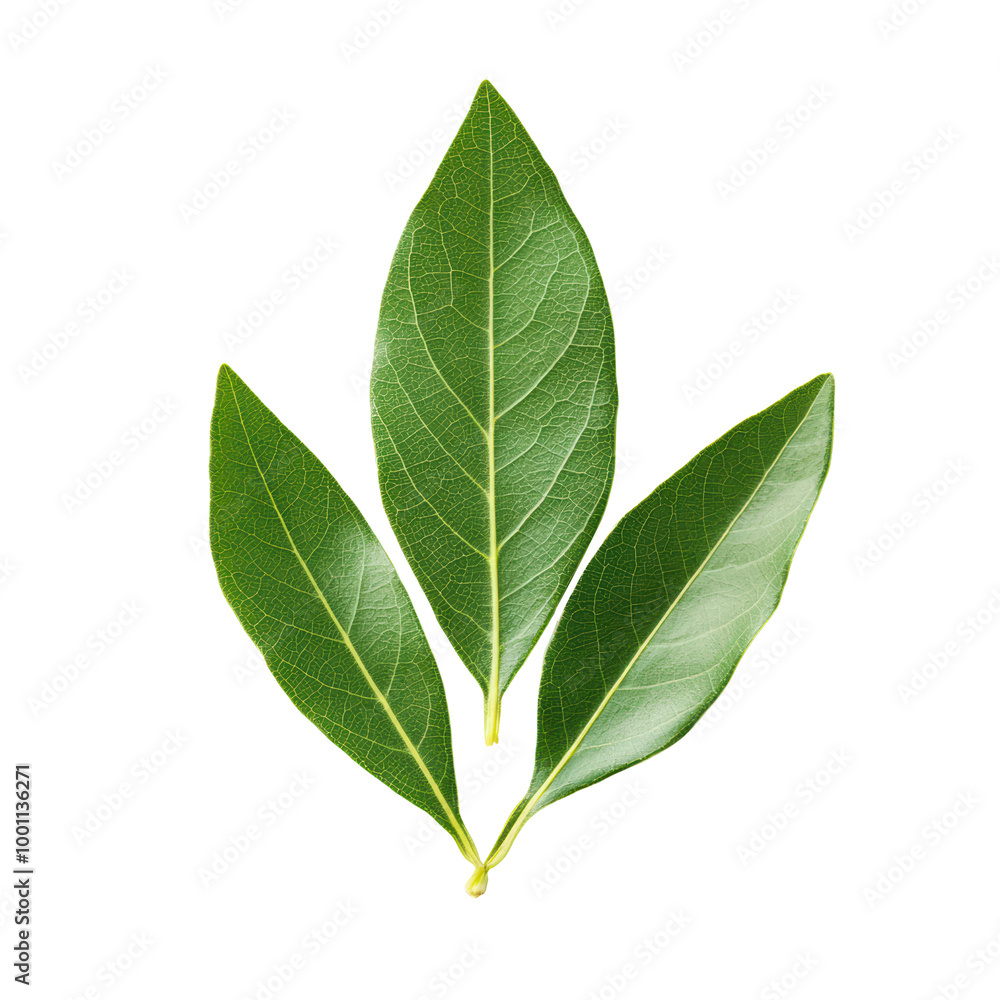Fresh bay leaves isolated on a transparent background Fresh bay leaves isolated on a transparent background