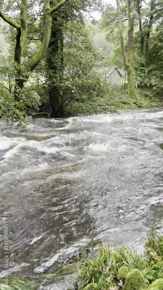 Rushing river in a forested area with surrounding greenery, showing the power and movement of water through nature. Rushing river in a forested area with surrounding greenery, showing the power and movement of water through nature.
