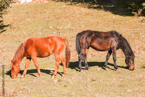 Wallpaper Mural horses playfully rearing up and interacting with each other in an outdoor area. Torontodigital.ca