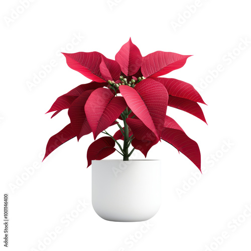 Vibrant red poinsettia in a modern white pot