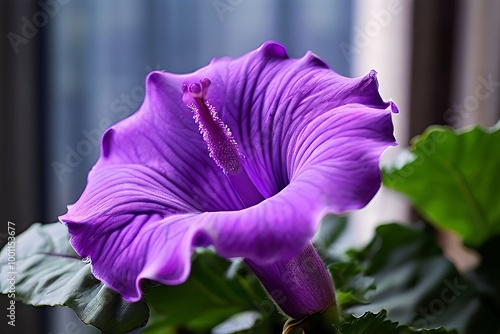  gloxinia glam tropical a delicate bell shaped gloxinia in a vib photo