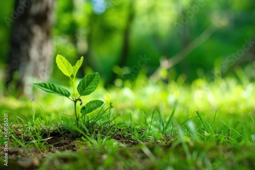 Wallpaper Mural Small seedling growing in soil with lush green background in a forest. Torontodigital.ca