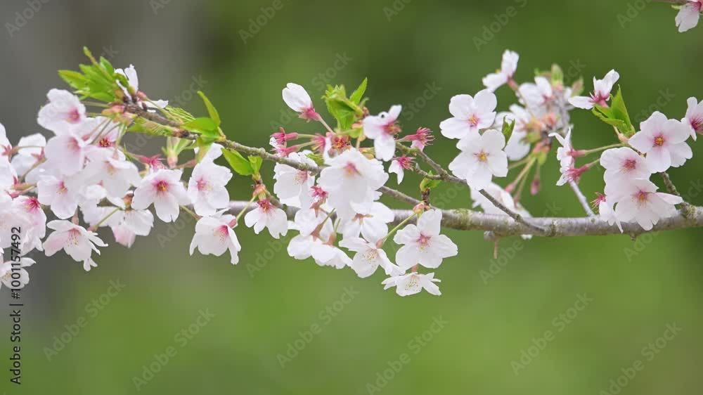 春の桜 春の桜