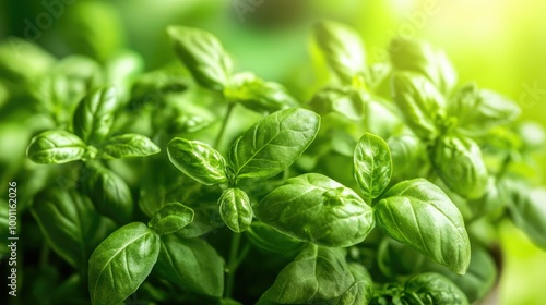 Fresh Herbs Growing in a Pot with Vibrant Green Leaves