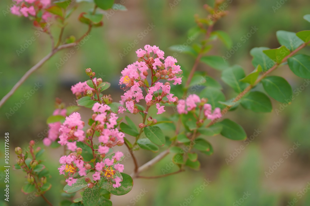 Pink Flowering Branch in Garden
