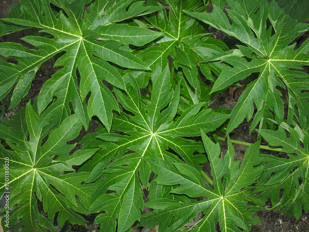 Papaya Papaya