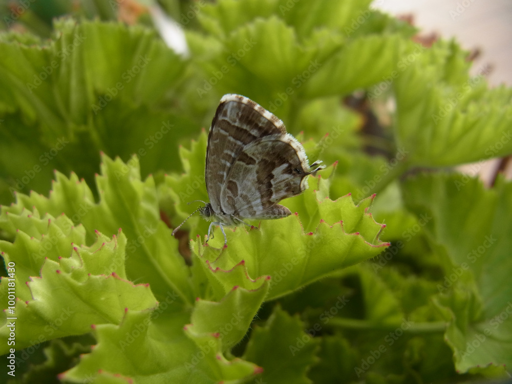 Fototapeta premium Farfalla