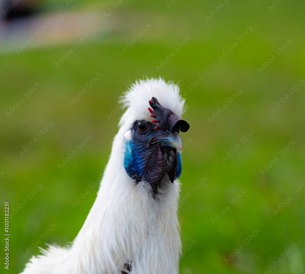 Fototapeta premium Silk fowl