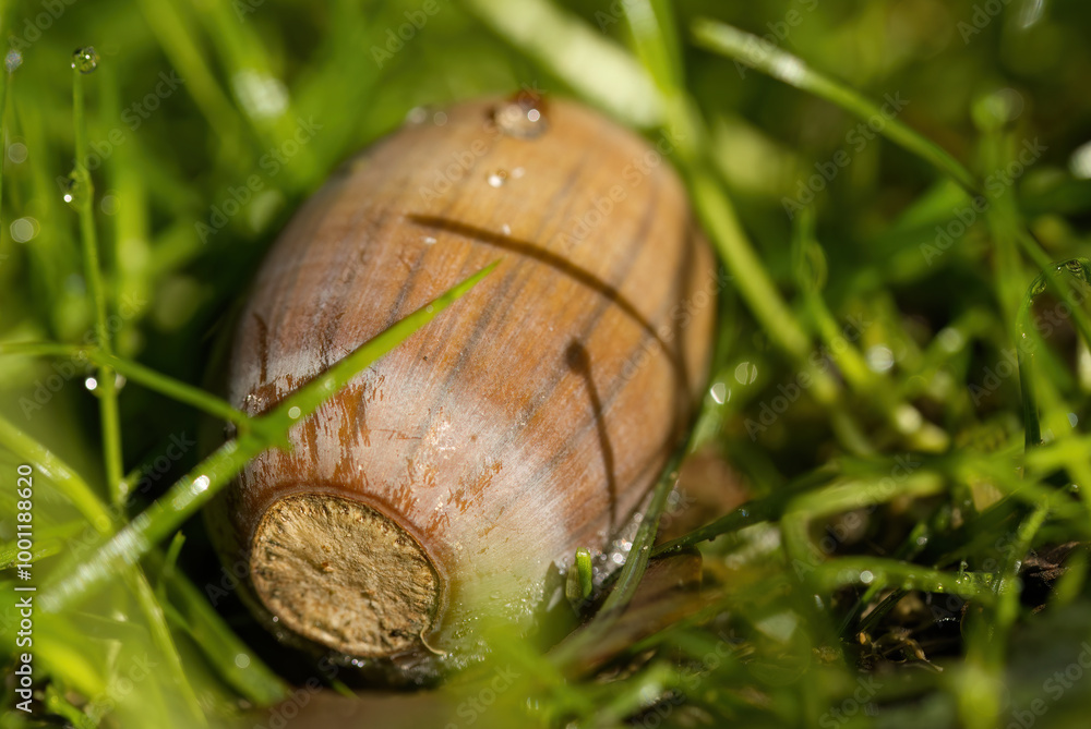 Acorn in the grass, acorn with water droplets, an acorn between the grass, close-up of seeds Acorn in the grass, acorn with water droplets, an acorn between the grass, close-up of seeds