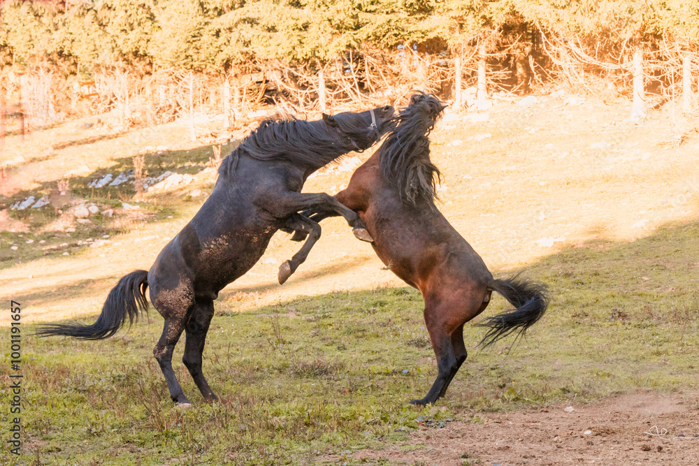 horses playfully rearing up and interacting with each other in an outdoor area. horses playfully rearing up and interacting with each other in an outdoor area.