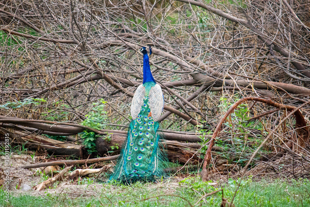 Obraz premium Peacock perched on a branch, tail feathers partially displayed, natural environment