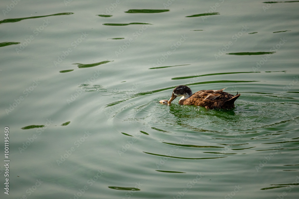 Pair of Ducks Performing Mating Ritual on a Pond. Mallard Ducks Engaging in Copulation Pair of Ducks Performing Mating Ritual on a Pond. Mallard Ducks Engaging in Copulation