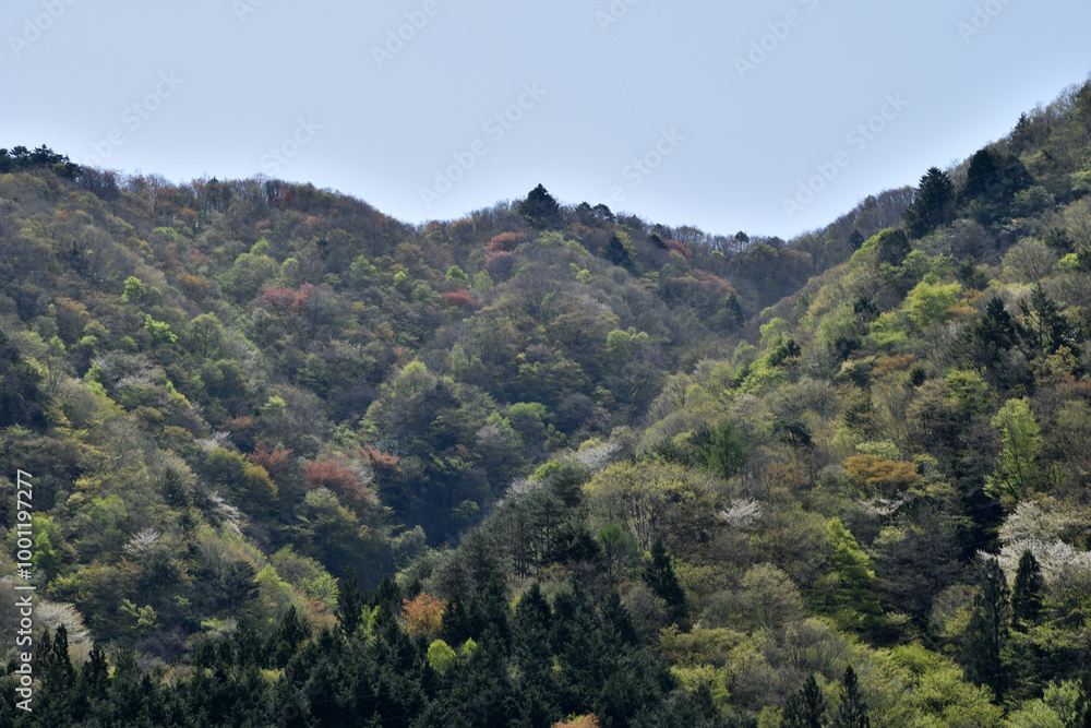 Obraz premium 早春四月の山、若葉の芽吹き、