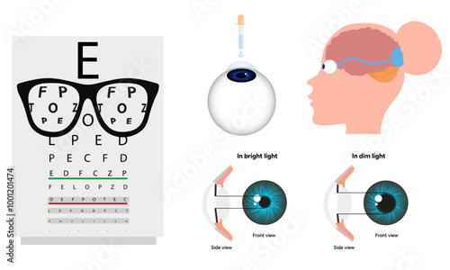 Ophthalmology oculist set vision correction eye anatomy with exam table 