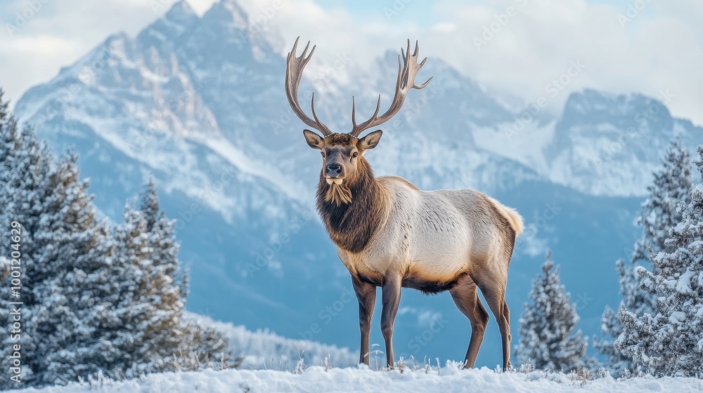 Majestic Elk on Snowy Hilltop with Mountain View Majestic Elk on Snowy Hilltop with Mountain View