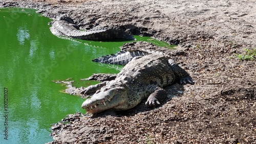 Crocodiles resting by the edge of a greenish water body, small lake.