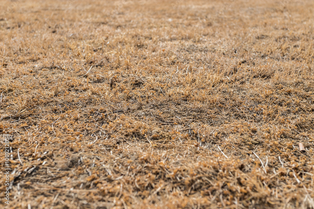 Brown grass Brown grass