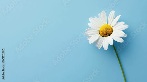 A single daisy flower on a light blue background.