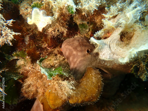 Kidney sponge (Chondrosia reniformis) undersea, Aegean Sea, Greece, Skiathos island, Vasilias beach photo