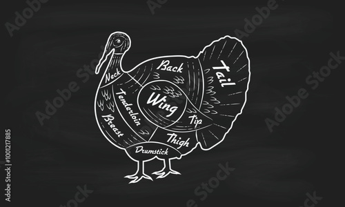 Cuts of Turkey meat. Turkey cuts. Butcher's guide diagram. Vintage poster for butcher shop, meat shop, grocery store, restaurant. Vector illustration