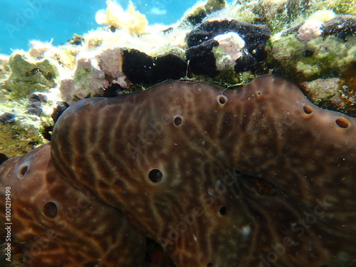 Kidney sponge (Chondrosia reniformis) undersea, Aegean Sea, Greece, Skiathos island, Vasilias beach photo