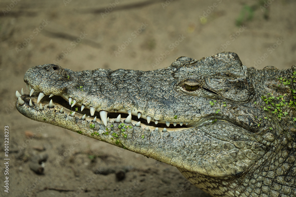 Obraz premium Krokodyl z Warszawskiego Zoo
