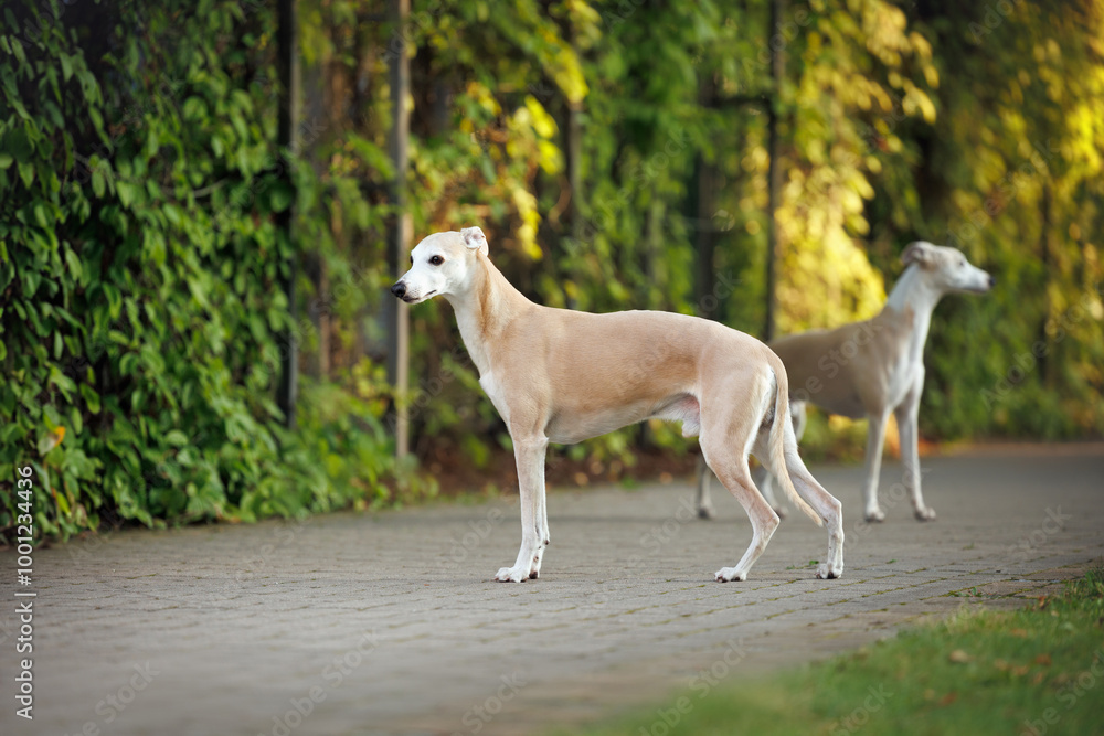 beautiful whippet dog posing in the summer garden beautiful whippet dog posing in the summer garden