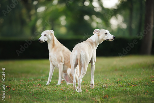 beautiful whippet breed dogs posing in the park in summer