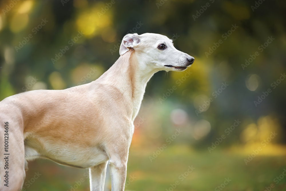 cute whippet dog portrait outdoors in autumn cute whippet dog portrait outdoors in autumn