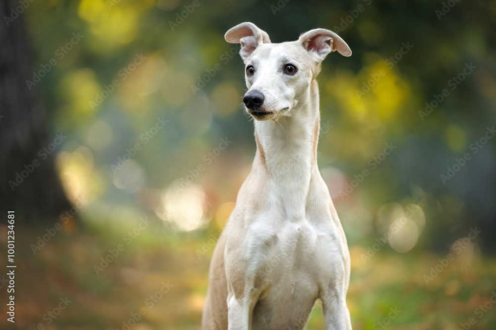 cute close up whippet dog portrait outdoors cute close up whippet dog portrait outdoors