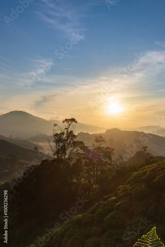 sunrise at the tea plantation cameron highlands, malaysia