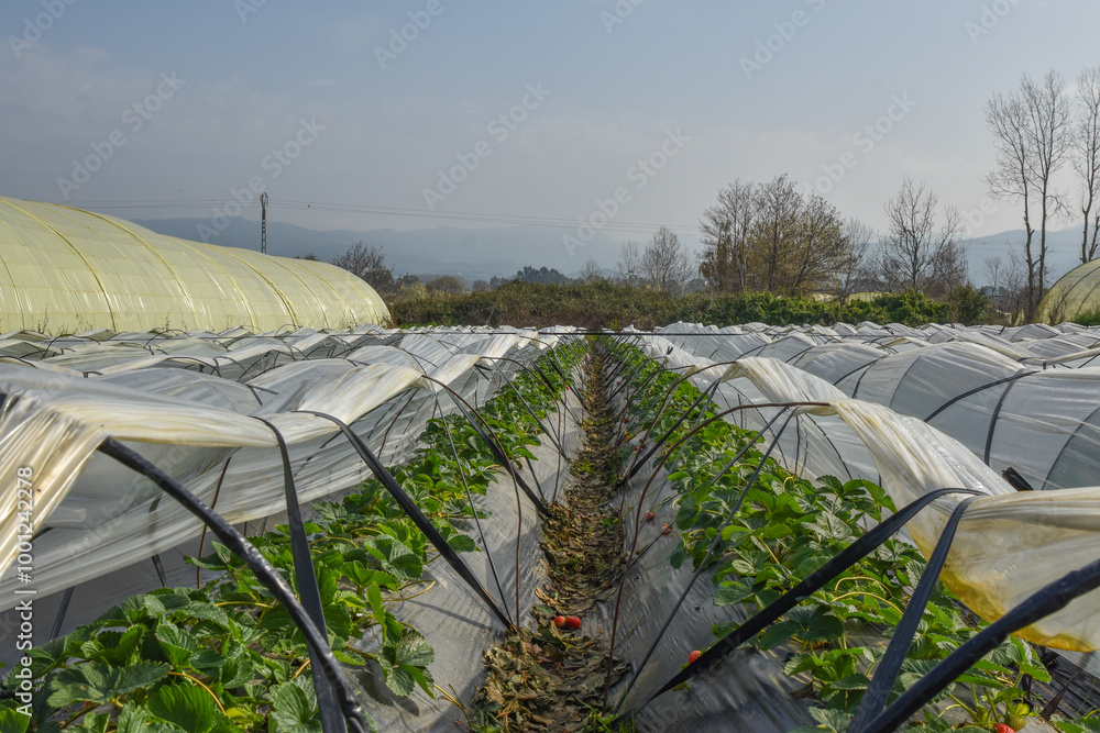Green strawberry field with on the horizon, Strawberry plantation on sunny day, Strawberry bushes on strawberry field in a farm, Strawberries plantation, jijel Algeria North Africa Green strawberry field with on the horizon, Strawberry plantation on sunny day, Strawberry bushes on strawberry field in a farm, Strawberries plantation, jijel Algeria North Africa