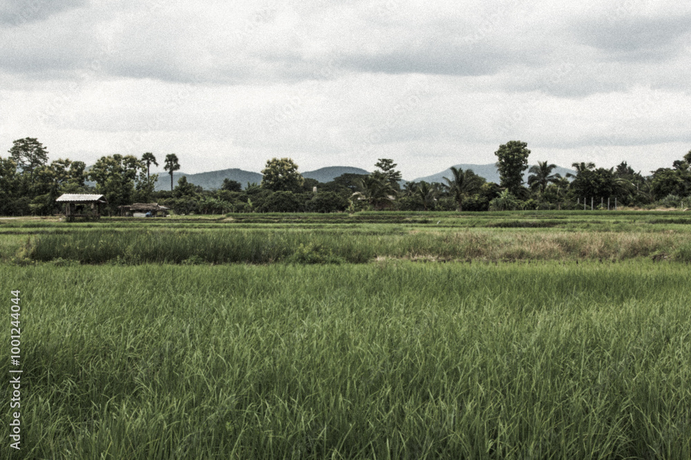 Fototapeta premium cottage in green rice field Thailand