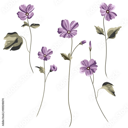 The most delicate flower of Cosmos