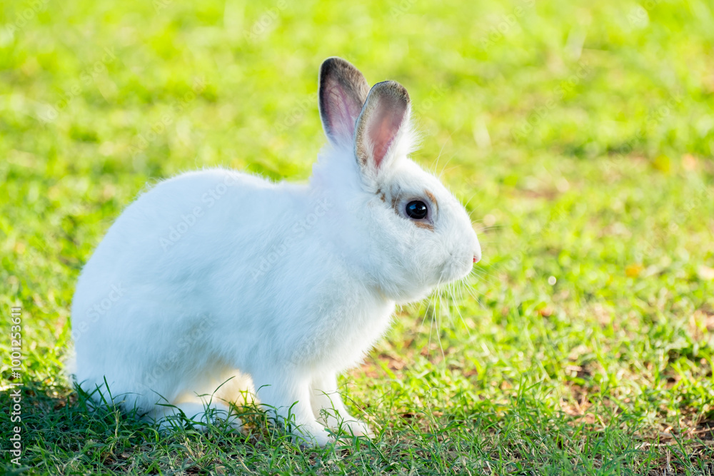 Cute little white rabbit on green grass with natural bokeh as background during spring warm summer day. Young adorable bunny playing in garden and sunlight morning. Cute little white rabbit on green grass with natural bokeh as background during spring warm summer day. Young adorable bunny playing in garden and sunlight morning.