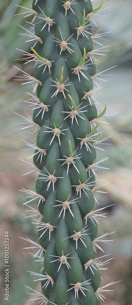 Beautiful close-up of cylindropuntia imbricata Beautiful close-up of cylindropuntia imbricata